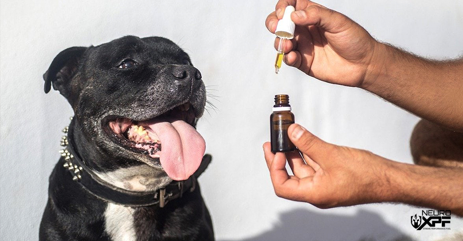 Dog And CBD Oil