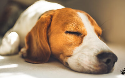FAQ: Can CBD Help Dogs Sleep Better at Night?