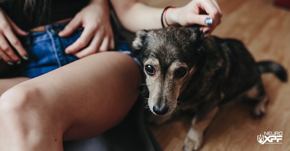 Emotionally Distressed Dog