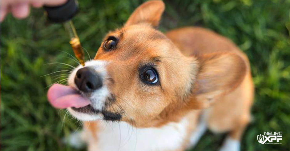 Giving Dog CBD Oil