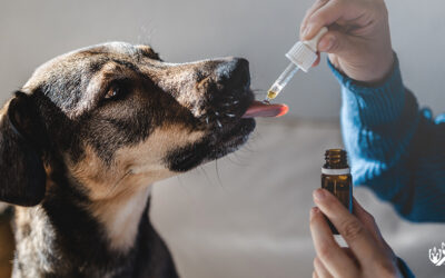 CBD Dosage for Dogs: How Often Can Dogs Take CBD?