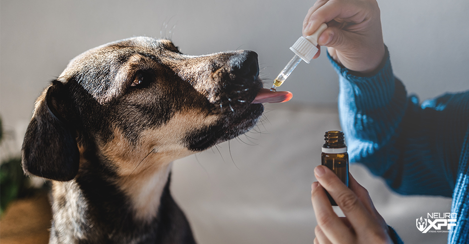 CBD Dosage for Dogs: How Often Can Dogs Take CBD?