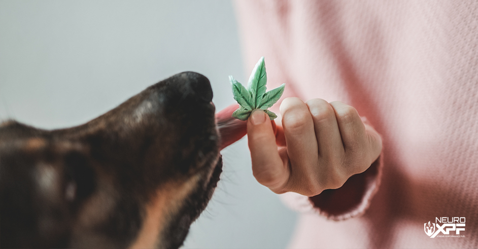 Giving Dog CBD Treat